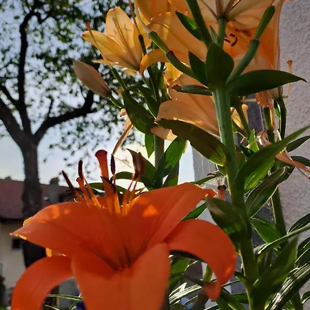 Miris Planine * 鲁德尼克